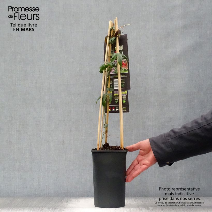 Exemplar von Passionsblume Lavender Lady - Passiflora Topf mit 2L/3L wie im Frühjahr geliefert