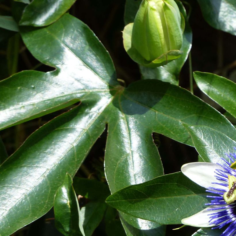Passionsblume Damsel's Delight - Passiflora (Foliage)
