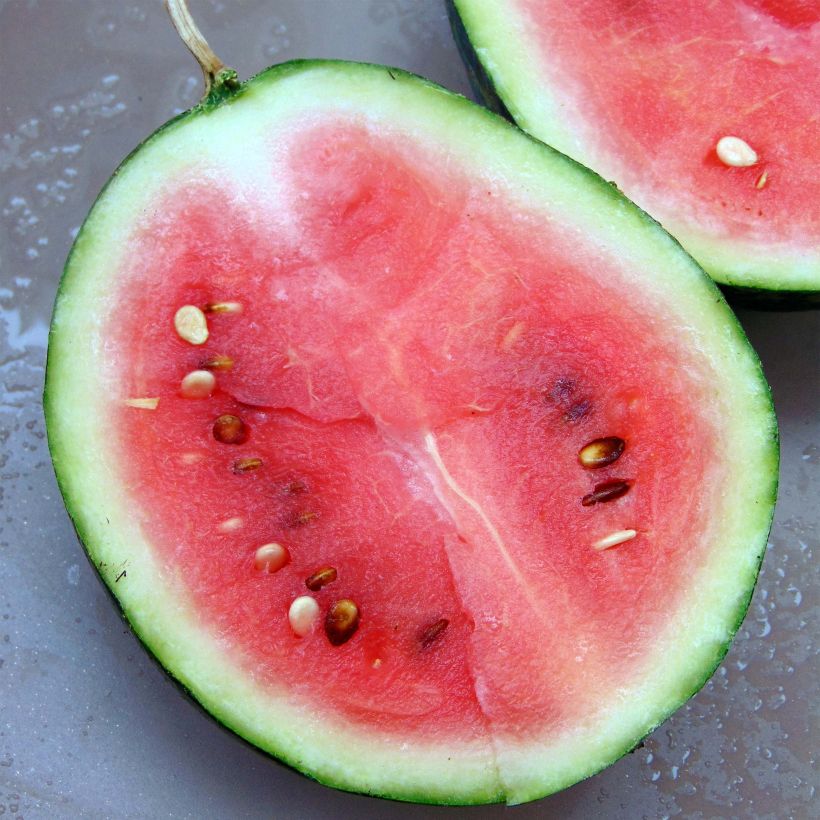 Wassermelone Mini-Love F1 (Harvest)