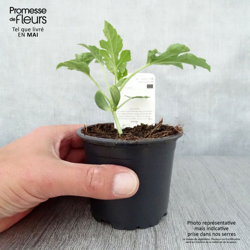 Example of Wassermelone Pata Negra F1 Topf 10 cm/11cm as you get in printemps