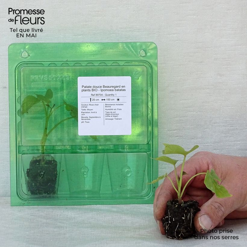Example of Süßkartoffel Beauregard Bio - Ipomoea batatas Mini-Plug Ø 3/4 cm as you get in printemps