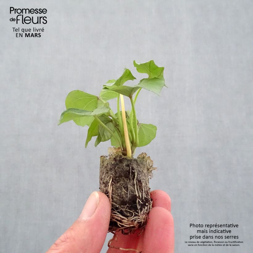 Example of Süßkartoffel Beauregard - Ipomoea batatas Mini-Plug Ø 3/4 cm as you get in printemps
