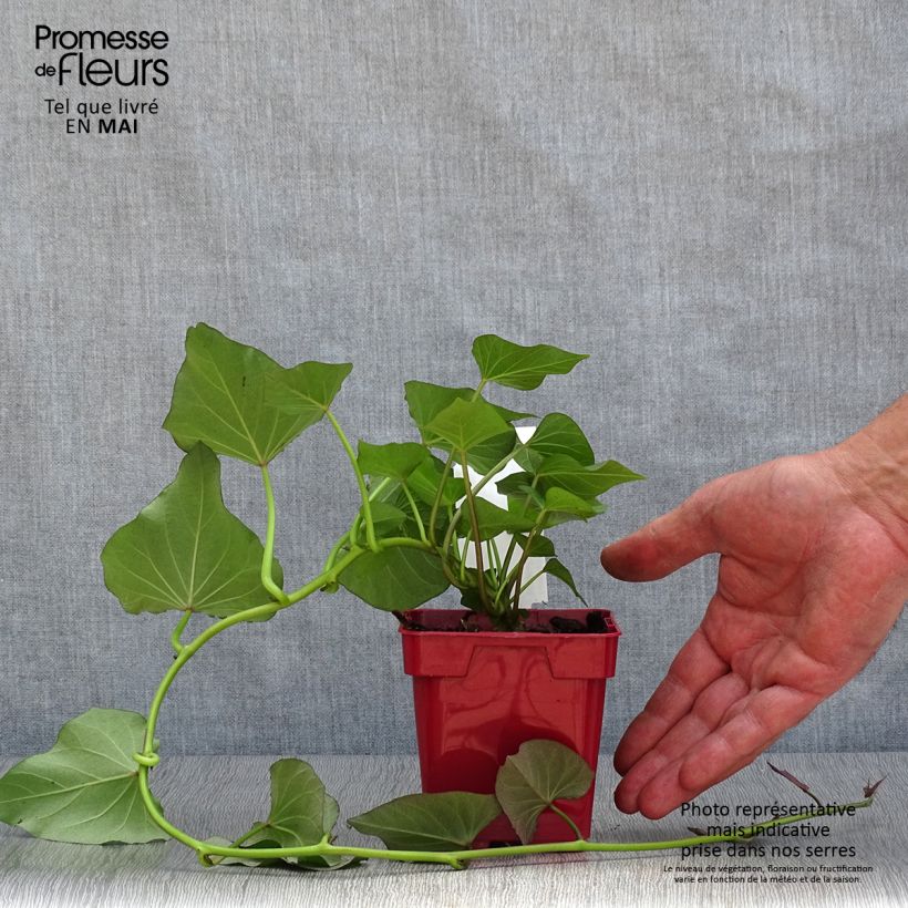 Example of Süßkartoffel Beauregard - Ipomoea batatas Topf 10 cm/11cm as you get in printemps