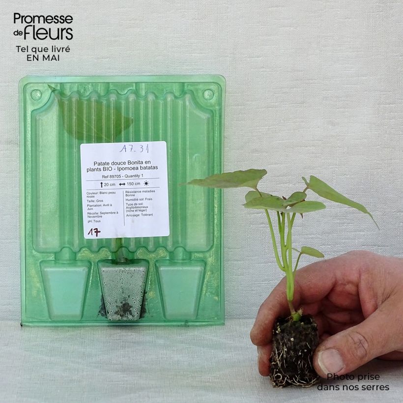 Example of Süßkartoffel Bonita Bio - Ipomoea batatas Mini-Plug Ø 3/4 cm as you get in printemps