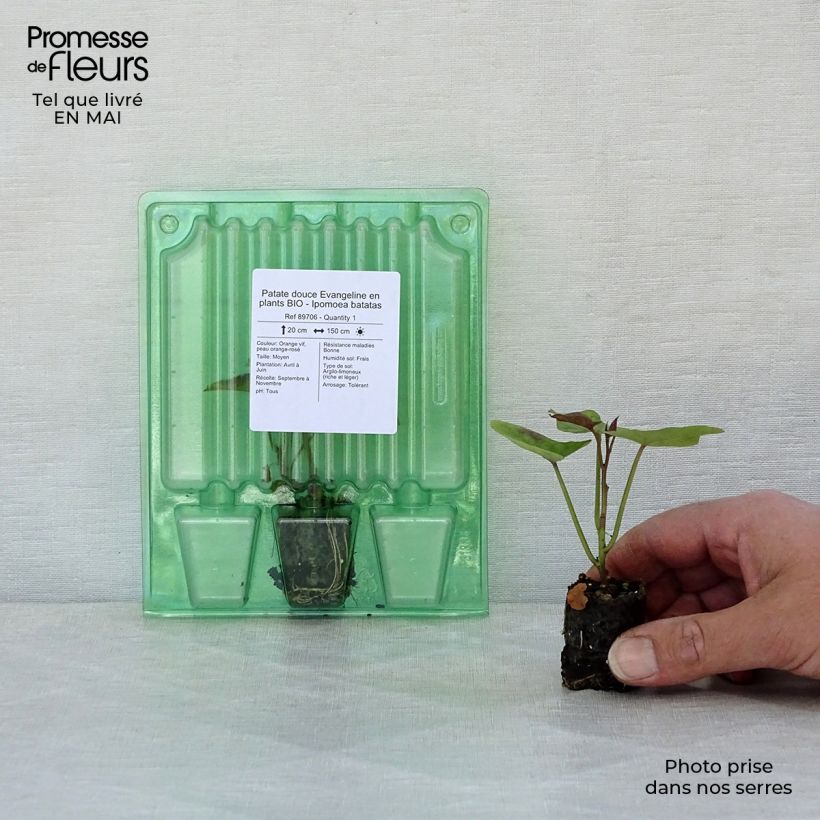 Example of Süßkartoffel Evangeline Bio - Ipomoea batatas Mini-Plug Ø 3/4 cm as you get in printemps