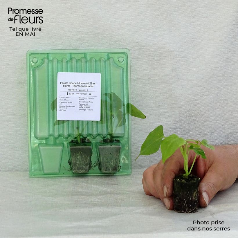 Example of Süßkartoffel Murasaki 29 - Ipomoea batatas Mini-Plug Ø 3/4 cm as you get in printemps