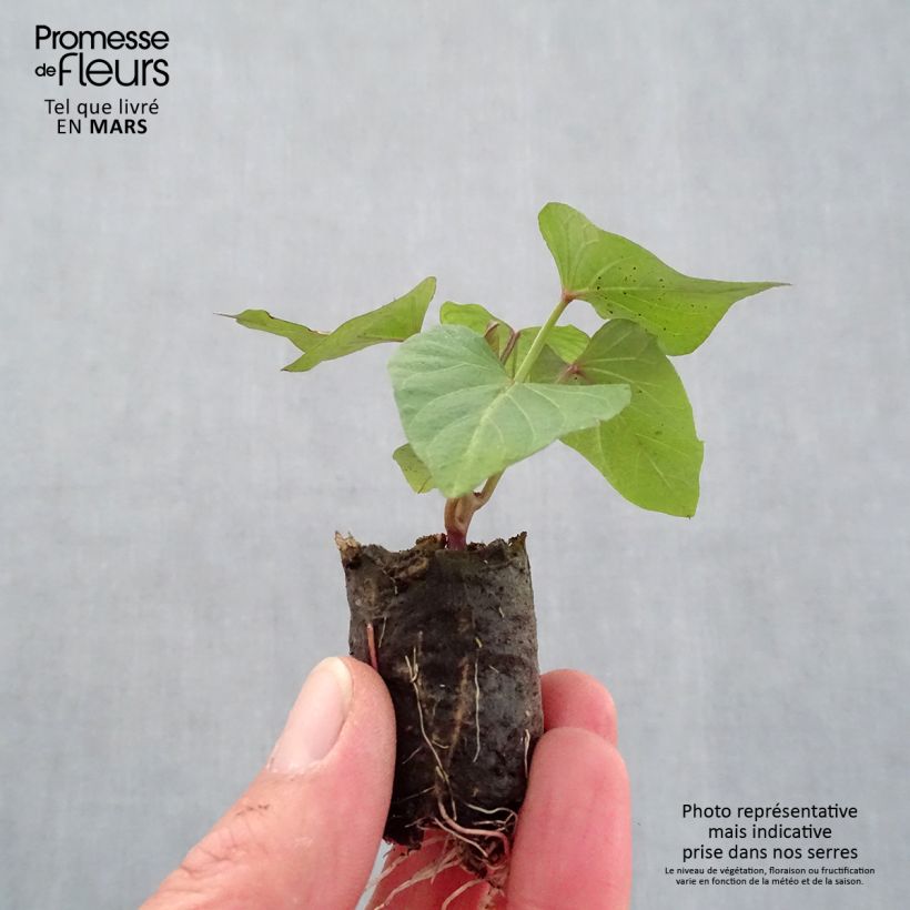 Example of Süßkartoffel Orléans - Ipomoea batatas Mini-Plug Ø 3/4 cm as you get in printemps