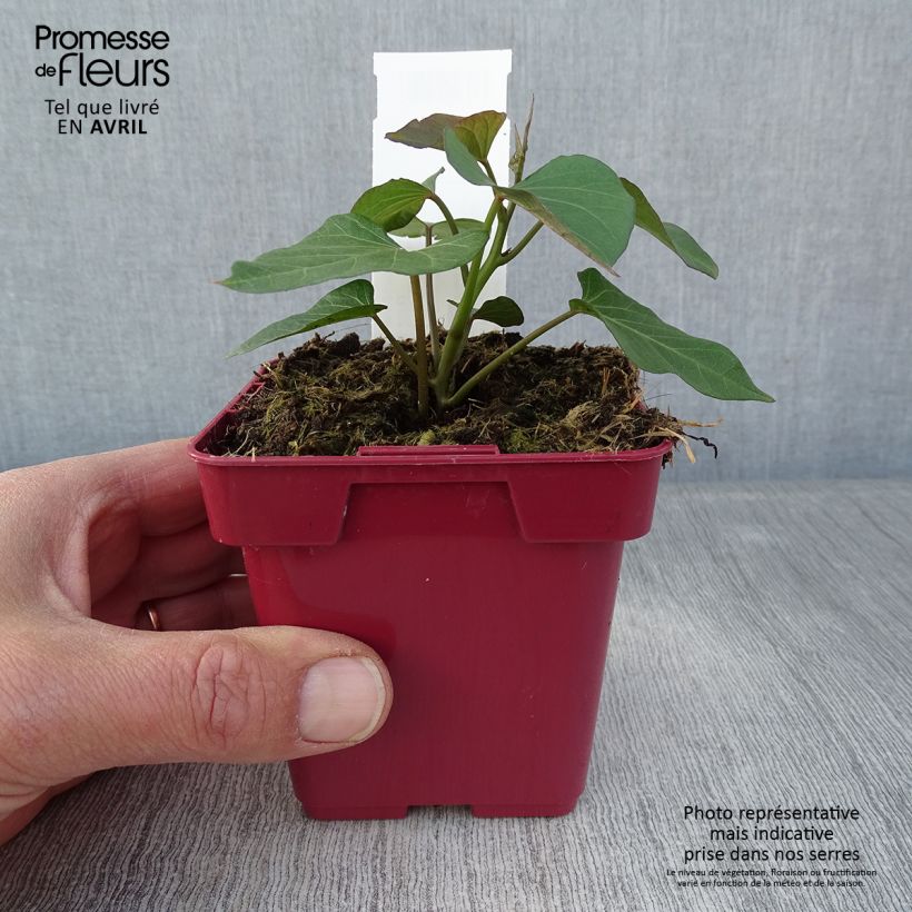 Example of Süßkartoffel Orléans - Ipomoea batatas Topf 10 cm/11cm as you get in printemps