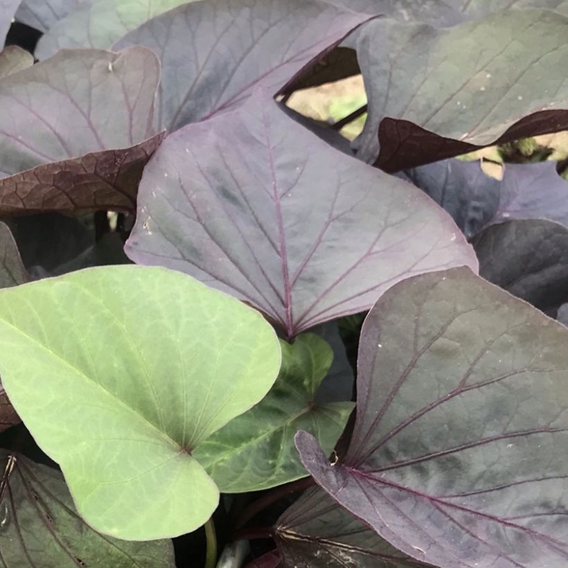 Süßkartoffel Paradise Kaukura - Ipomoea batatas (Foliage)