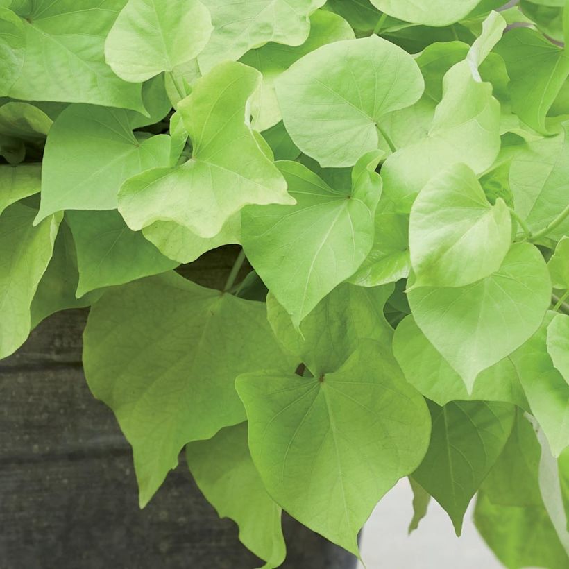 Süßkartoffel Paradise Makatea - Ipomoea batatas (Foliage)
