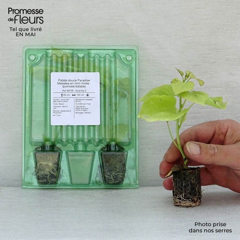 Example of Süßkartoffel Paradise Makatea - Ipomoea batatas Mini-Plug Ø 3/4 cm as you get in printemps