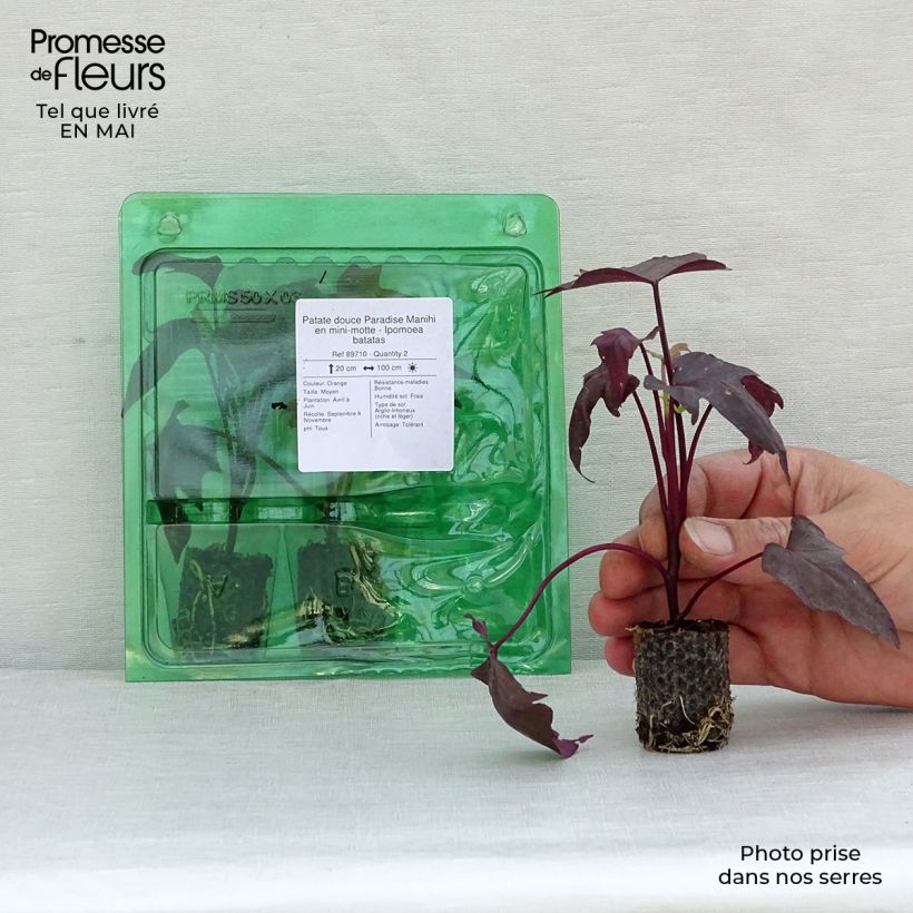 Example of Süßkartoffel Paradise Manihi - Ipomoea batatas Mini-Plug Ø 3/4 cm as you get in printemps