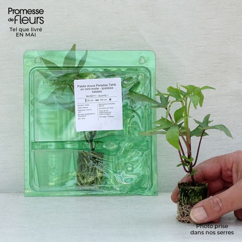 Example of Süßkartoffel Paradise Tahiti - Ipomoea batatas Mini-Plug Ø 3/4 cm as you get in printemps