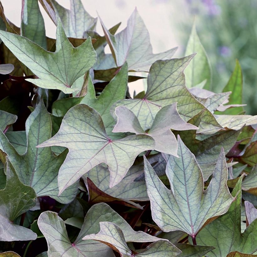 Süßkartoffel Paradise Takatoto - Ipomoea batatas (Foliage)