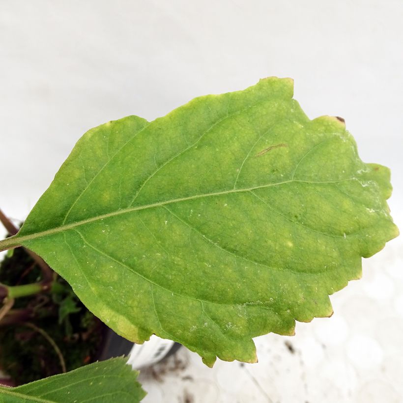 Patchuli - Pogostemon cablin (Foliage)