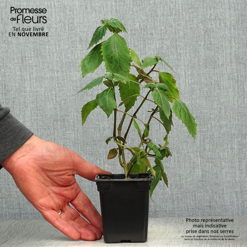 Example of Patchuli - Pogostemon cablin Kleine Töpfe von 8/9 cm as you get in automne