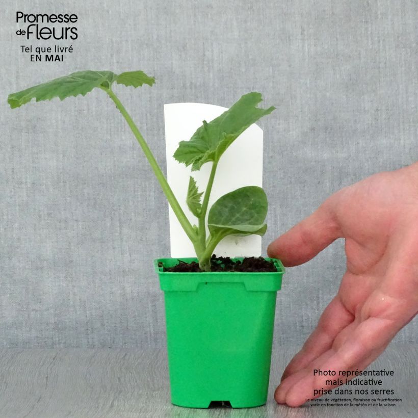 Example of Cucurbita pepo var. ovifera - Patisson Topf 10 cm/11cm as you get in printemps