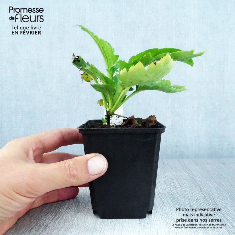 Example of Patrinia gibbosa - Höcker-Goldbaldrian Kleine Töpfe von 8/9 cm as you get in automne