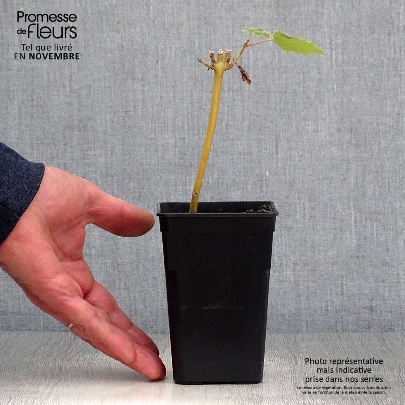 Exemplar von Paulownia fortunei April Light - Blauglockenbaum Topf mit 1L/1,5L wie im Herbst geliefert