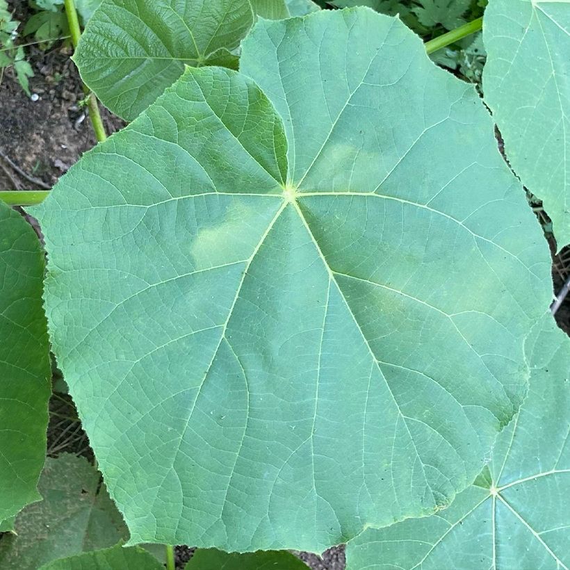 Paulownia fortunei April Light - Blauglockenbaum (Foliage)