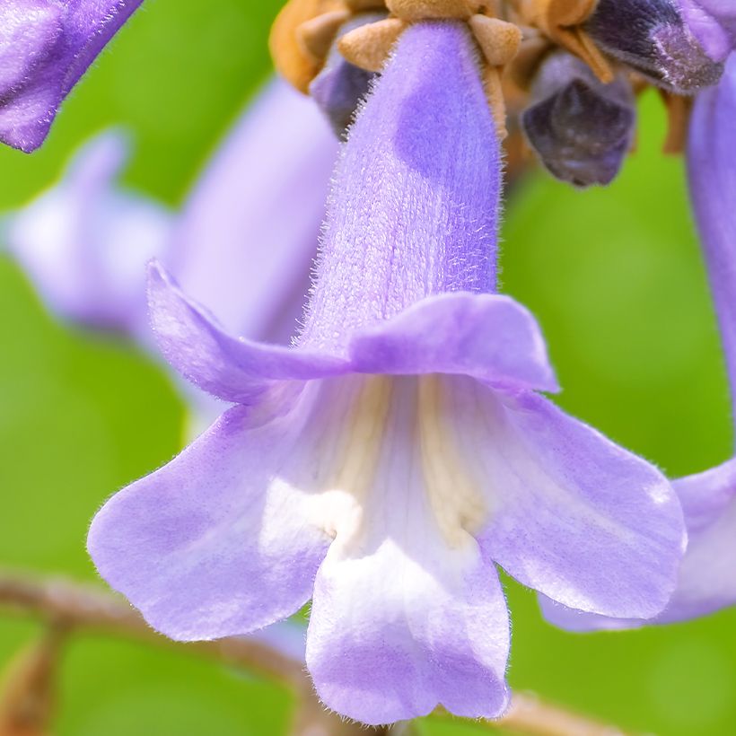 Paulownia fortunei April Light - Blauglockenbaum (Flowering)