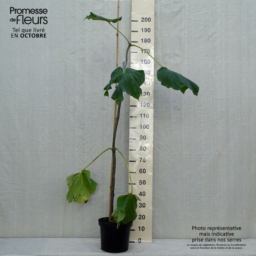 Example of Paulownia fortunei Fast Blue Minfast - Blauglockenbaum Topf mit 7,5L/10L as you get in automne