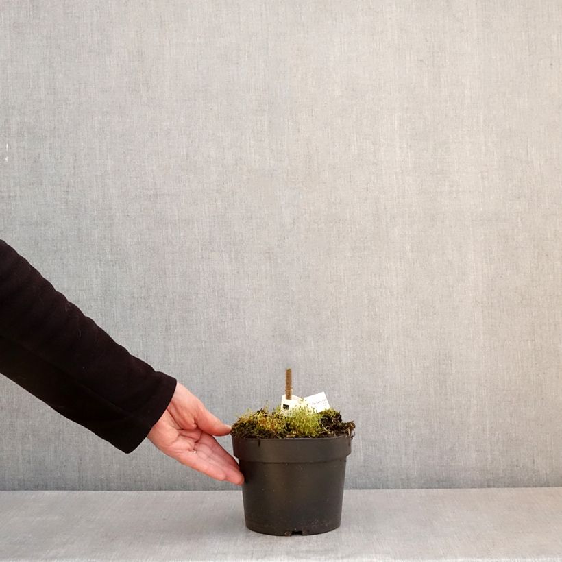 Exemplar von Paulownia tomentosa - Blauglockenbaum Topf mit 2L/3L wie im Frühjahr geliefert