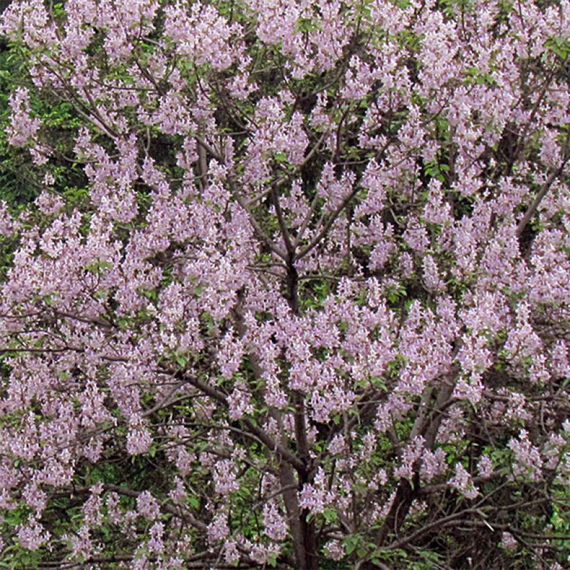 Paulownia tomentosa - Blauglockenbaum (Flowering)