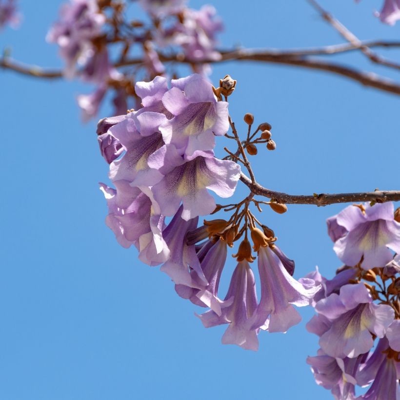 Paulownia tomentosa (Samen) - Blauglockenbaum (Flowering)