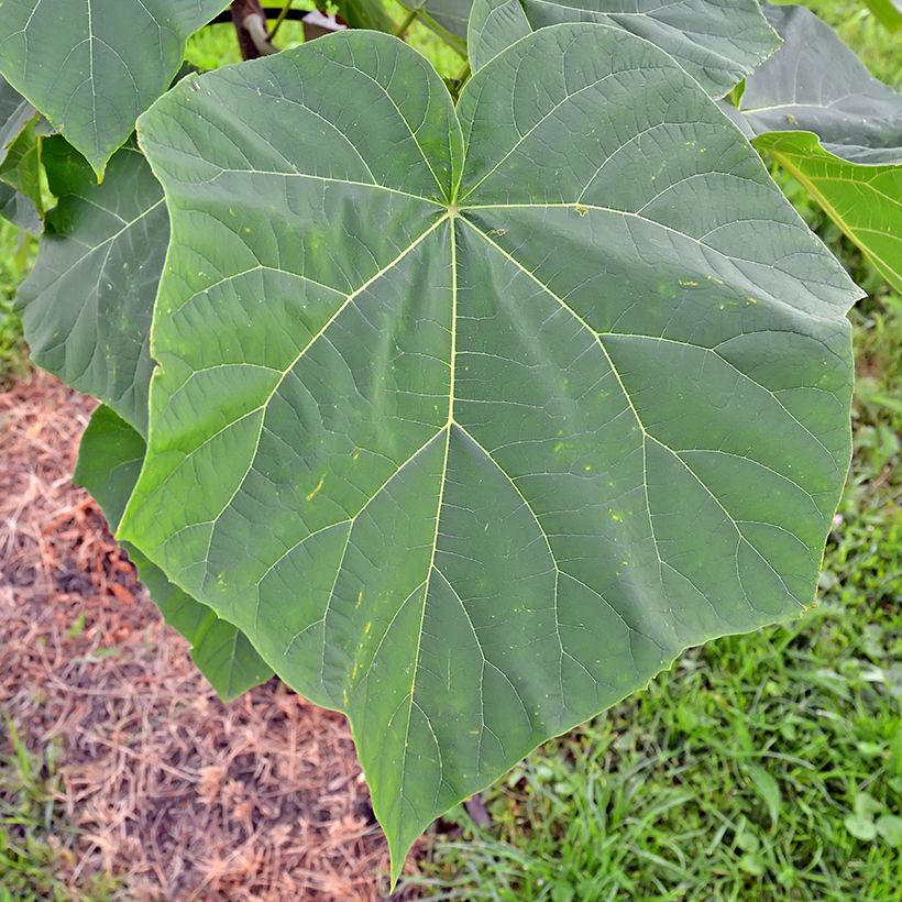 Paulownia tomentosa Hulsdonk - Blauglockenbaum (Foliage)