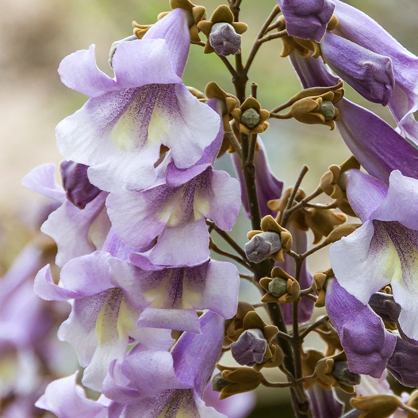Paulownia tomentosa Hulsdonk - Blauglockenbaum (Flowering)
