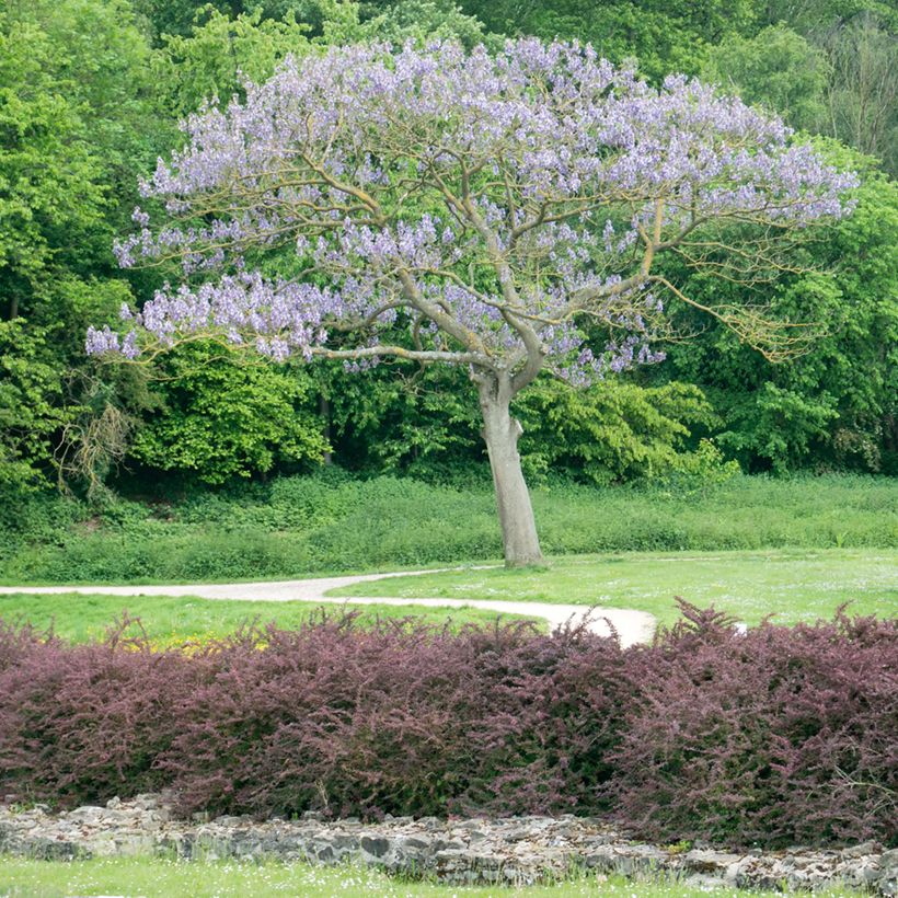 Paulownia tomentosa Hulsdonk - Blauglockenbaum (Plant habit)