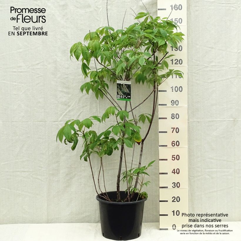 Example of Strauchkastanie - Aesculus parviflora Topf mit 7,5L/10L as you get in automne