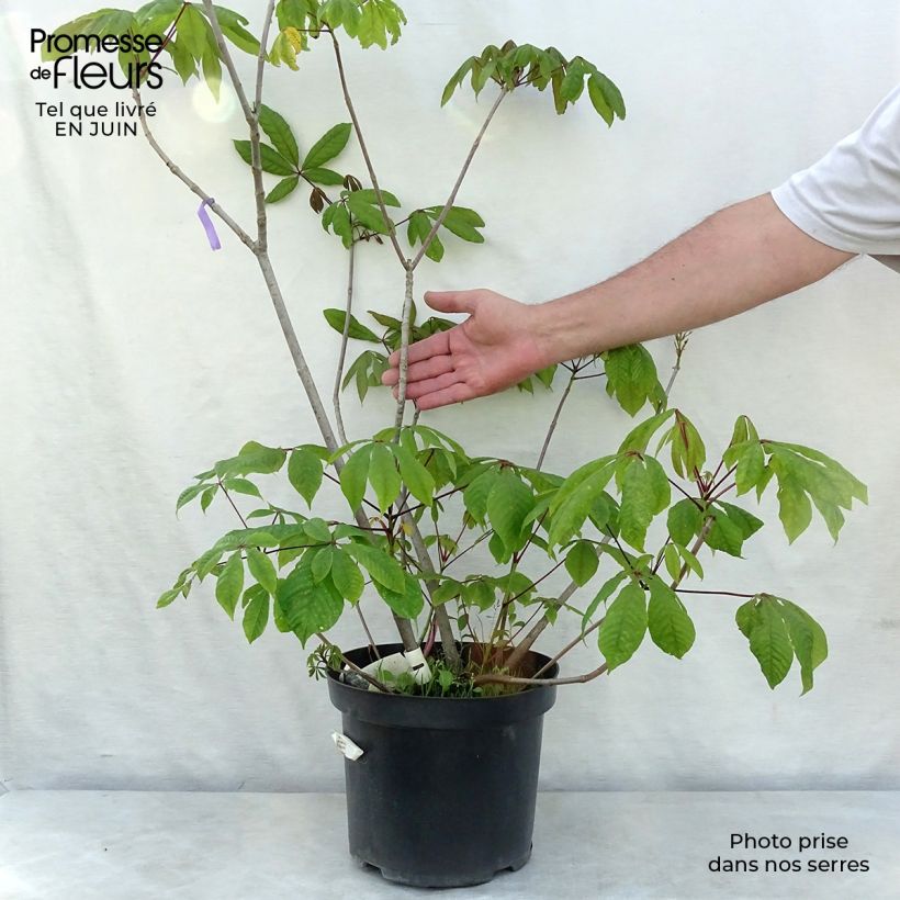 Exemplar von Strauchkastanie - Aesculus parviflora Topf mit 7,5L/10L wie im Sommer geliefert