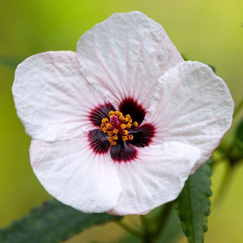 Pavonia hastata - Pavonia (Flowering)