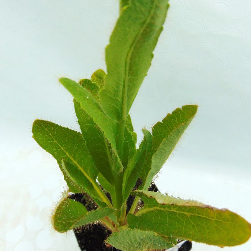 Meconopsis betonicifolia - Scheinmohn (Foliage)