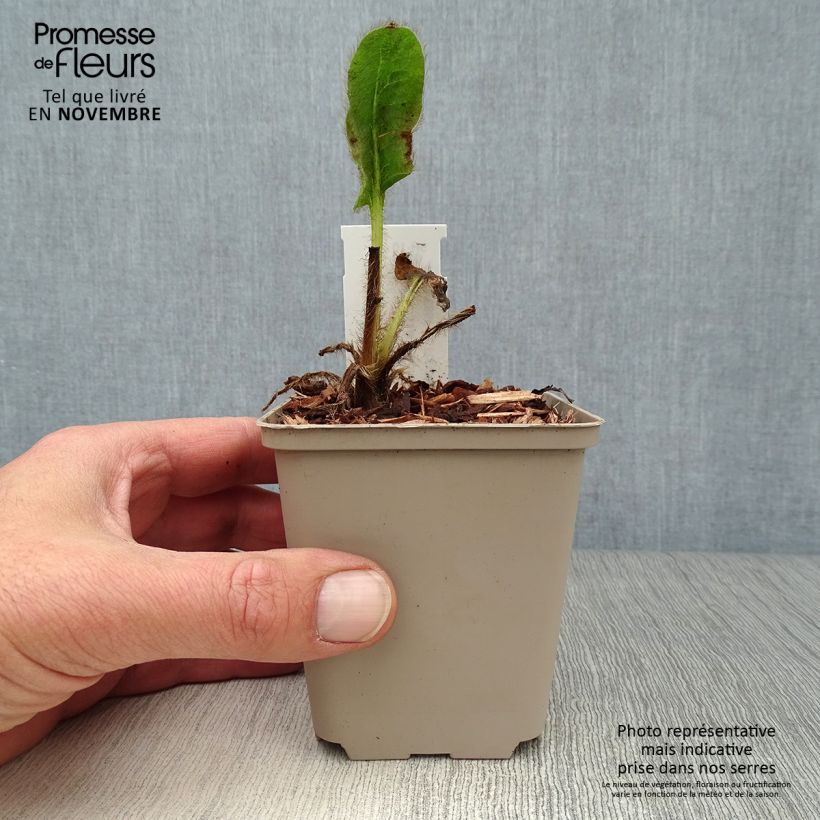 Example of Meconopsis betonicifolia - Scheinmohn Kleine Töpfe von 8/9 cm as you get in automne