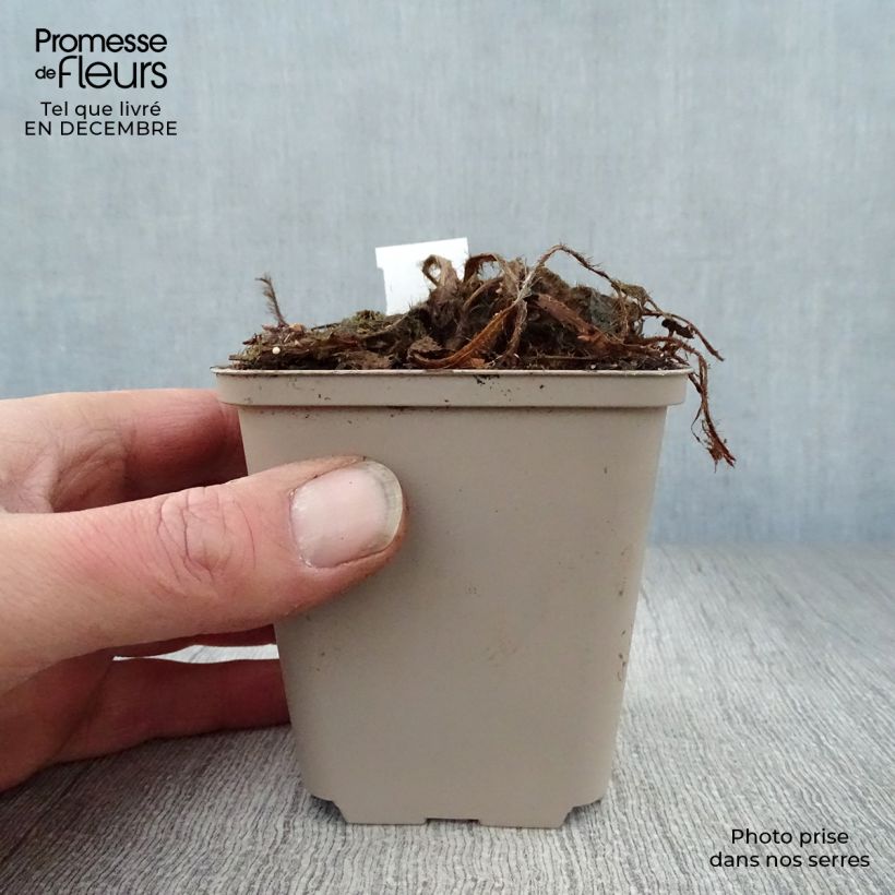 Exemplar von Meconopsis betonicifolia - Scheinmohn Kleine Töpfe von 8/9 cm wie im Winter geliefert