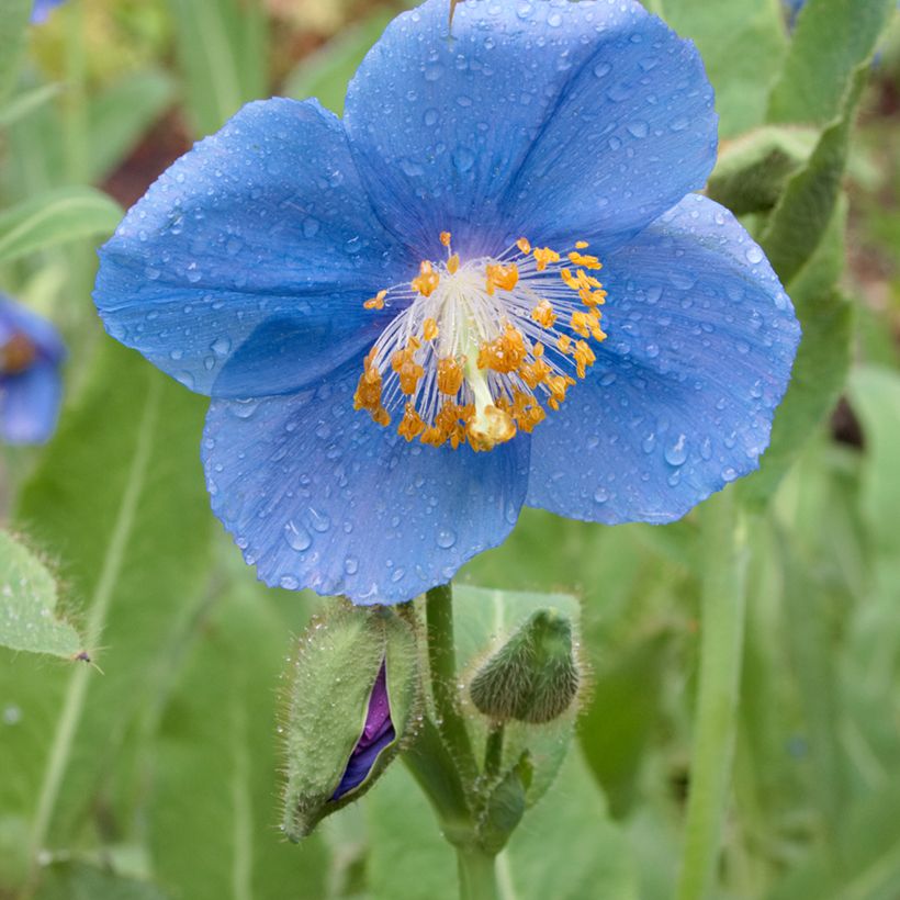 Meconopsis betonicifolia - Scheinmohn (Flowering)
