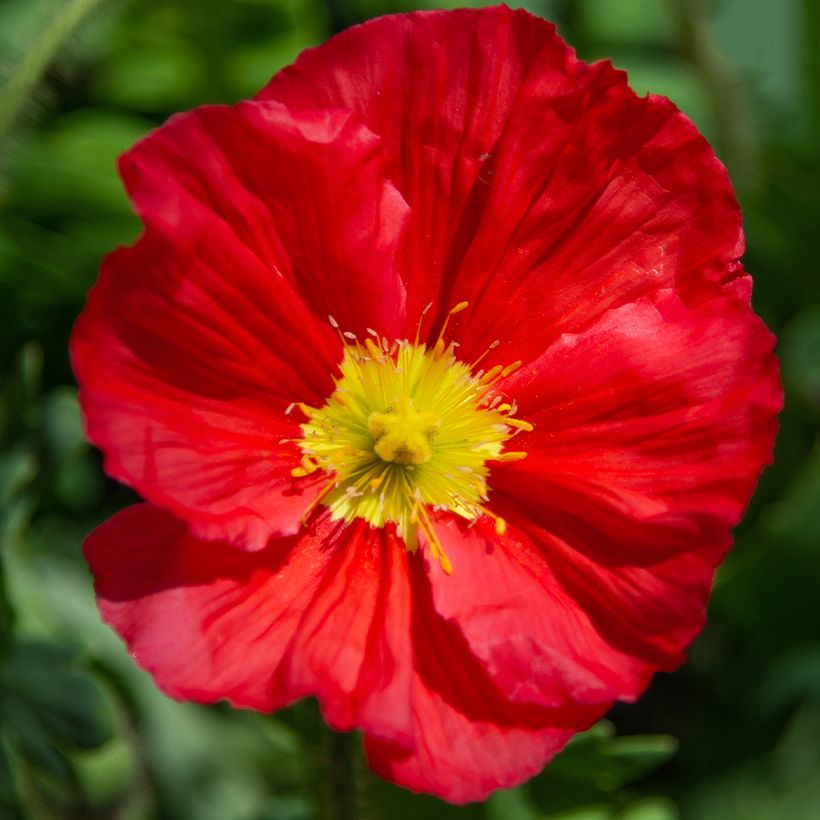Papaver nudicaule Champagne Bubbles Mix - Isländischer Mohn (Flowering)