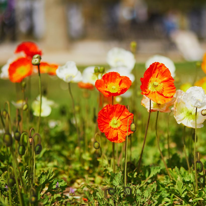 Papaver nudicaule Champagne Bubbles Mix - Isländischer Mohn (Plant habit)