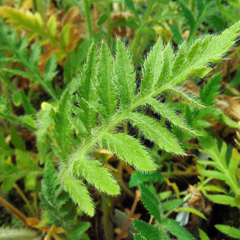 Orientalischer Mohn Brilliant - Papaver orientale (Foliage)