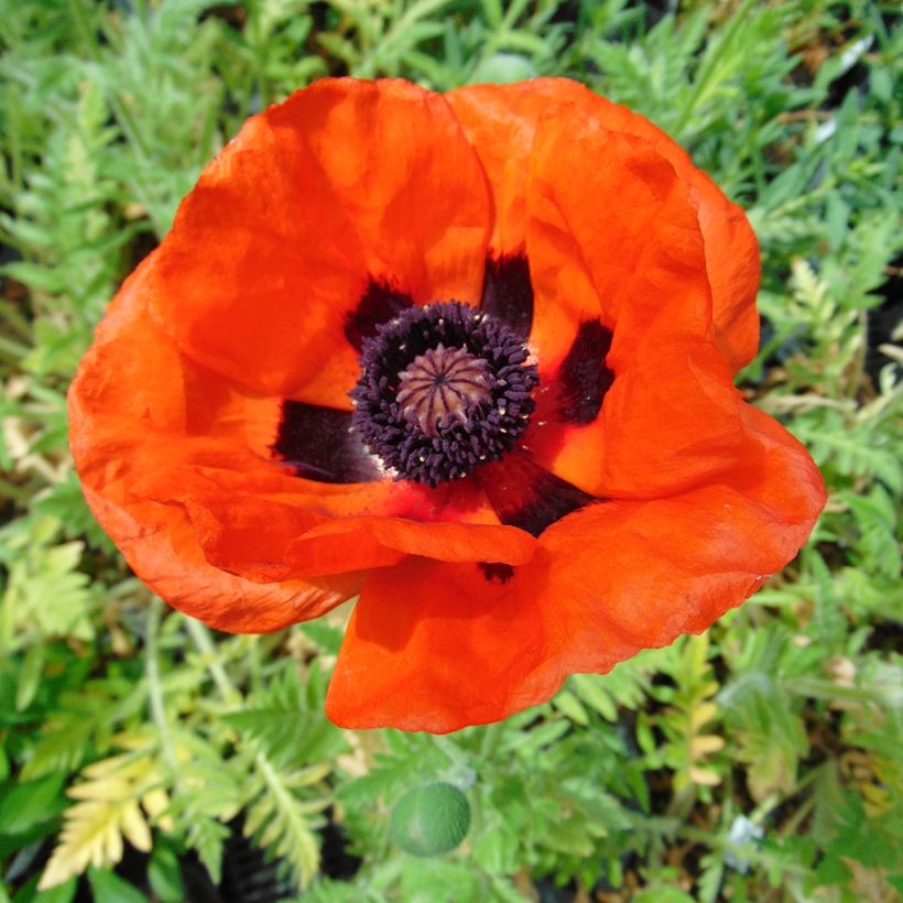 Orientalischer Mohn Brilliant - Papaver orientale (Flowering)