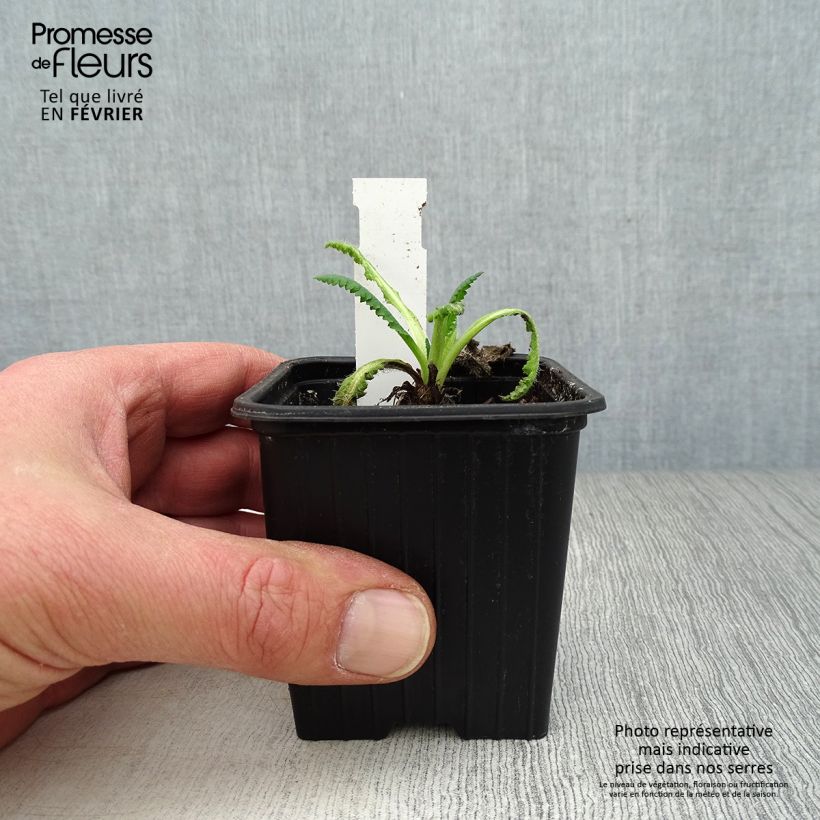 Exemplar von Orientalischer Mohn Clochard - Papaver orientale Kleine Töpfe von 8/9 cm wie im Winter geliefert