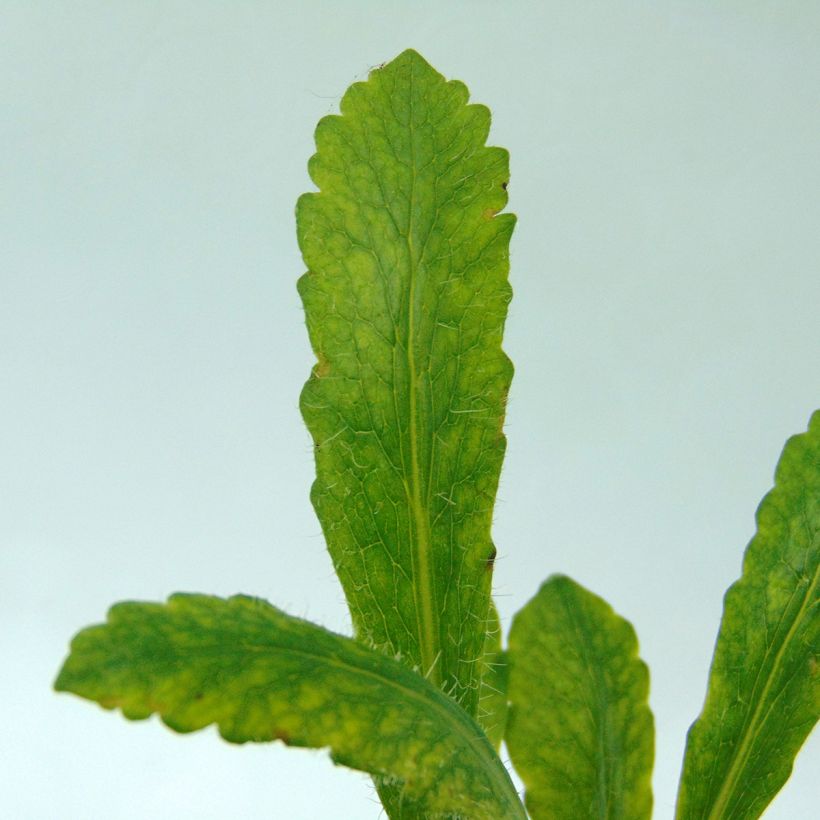Orientalischer Mohn Clochard - Papaver orientale (Foliage)