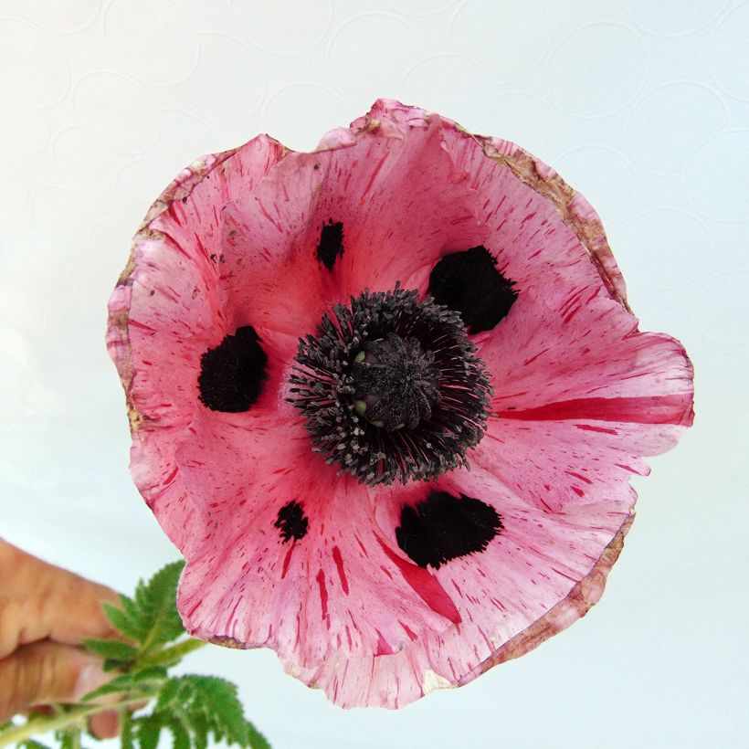 Orientalischer Mohn Clochard - Papaver orientale (Flowering)