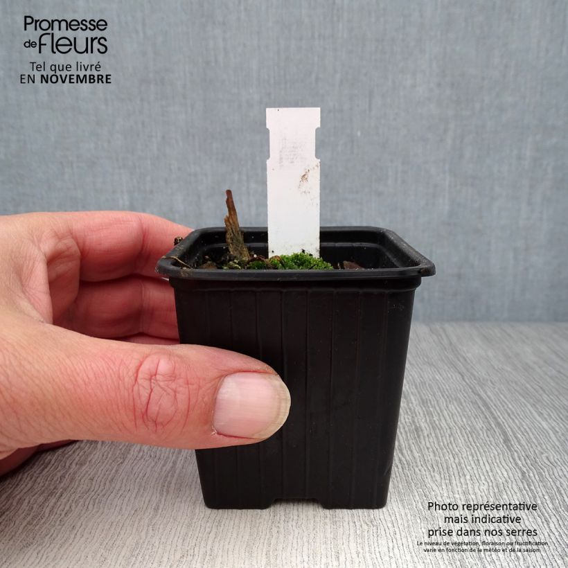Example of Orientalischer Mohn Clochard - Papaver orientale Kleine Töpfe von 8/9 cm as you get in automne