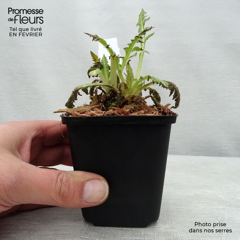 Example of Orientalischer Mohn Curlilocks - Papaver orientale Kleine Töpfe von 8/9 cm as you get in hiver