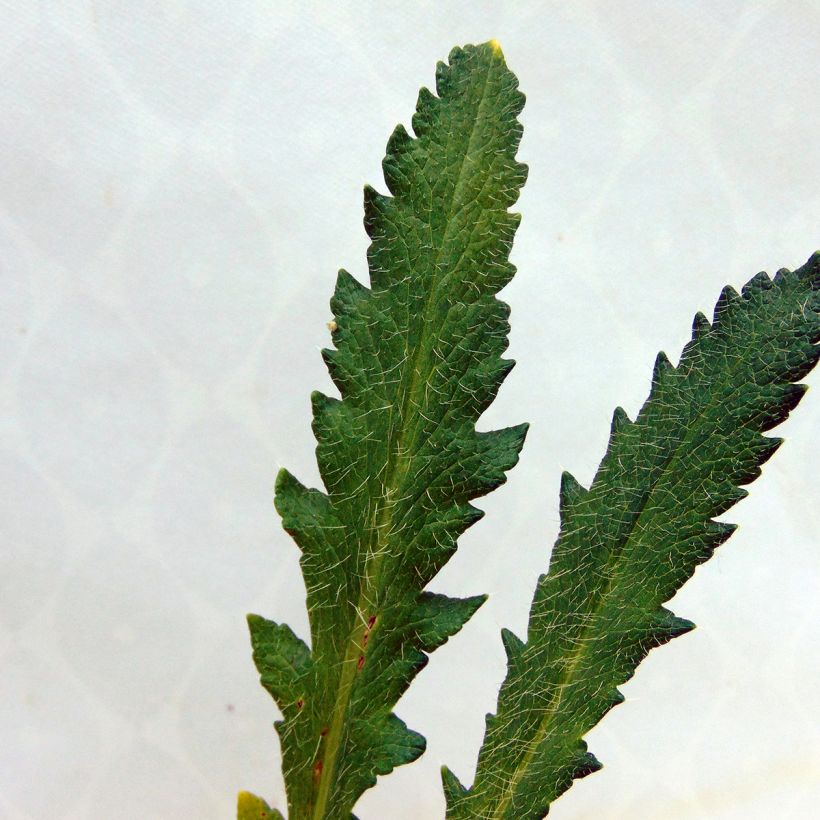 Orientalischer Mohn Harvest Moon - Papaver orientale (Foliage)