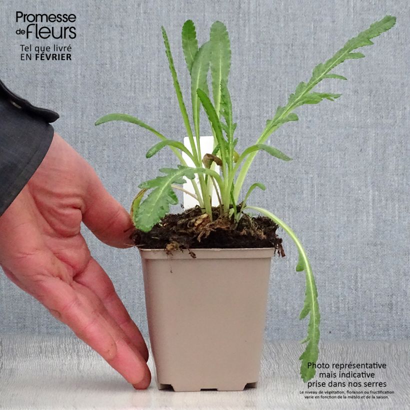 Exemplar von Orientalischer Mohn Harvest Moon - Papaver orientale Kleine Töpfe von 8/9 cm wie im Winter geliefert